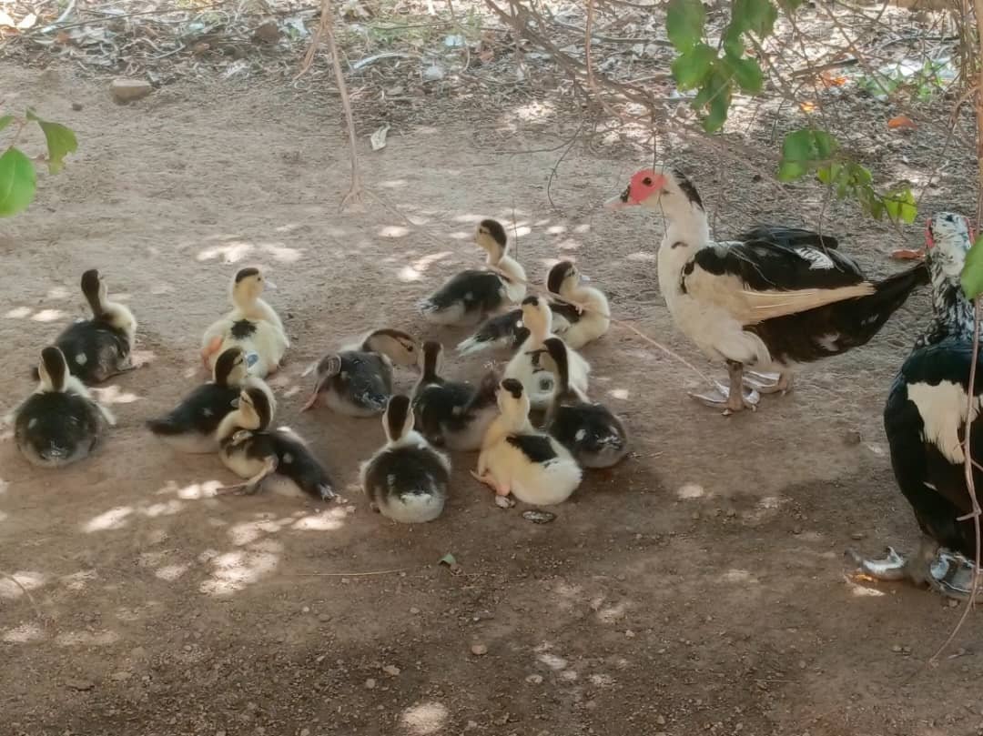 Galerie – Élevage